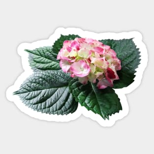 Pink and White Hydrangea Sticker